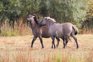 Konik Ponies © Ken