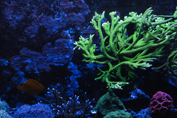 Vibrant marine life with coral reefs and tropical fish in underwater aquarium