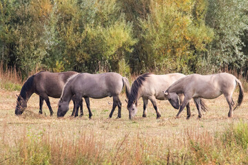 Konik Ponies © Ken
