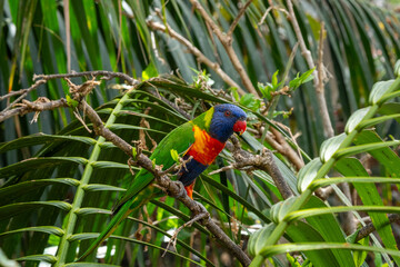 Colorful rainbow lorikeet perched among lush green foliage in tropical tree habitat