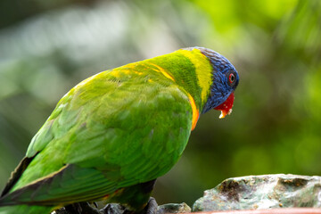 Vibrant rainbow lorikeet in natural habitat with green forest background