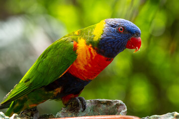 Vibrant rainbow lorikeet perched in lush greenery