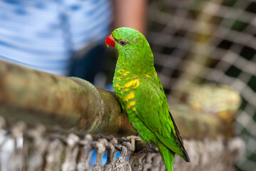 Colorful green parrot perched on a branch in natural habitat with vibrant feather patterns
