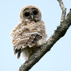 Baby Barred Owl Strix varia new to the world of flight