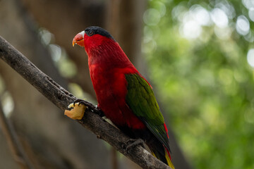 Vibrant red and green parrot perched on branch in lush tropical forest