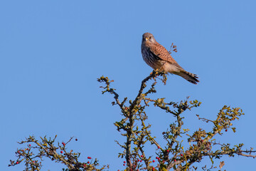 Kestrel Perched