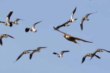 Peregrine Falcon Flying with Lapwings