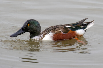 Shoveler Duck Swimming