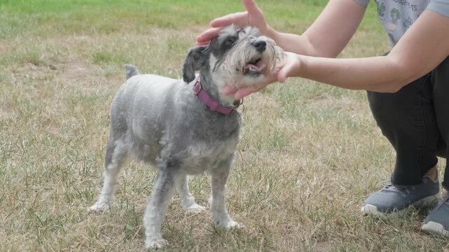 Close-up of a woman petting a miniature schnauzer