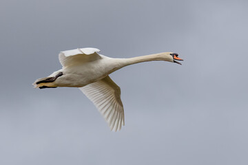 Mute Swan in Flight