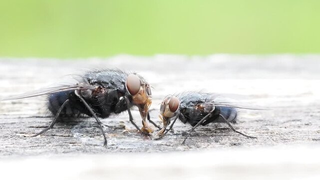 Mouches bleues (Calliphora vicina) en interaction alimentaire sur bois