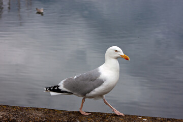 Herring Gull (Larus argentatus) widespread along coasts and urban areas across Europe and North America
