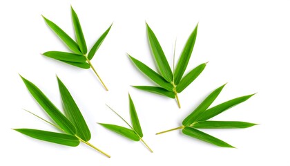 Obraz premium Fresh Bamboo Leaves with White Background.