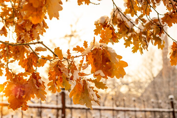 Atmospheric winter view with snowy dry leaves in the park and trees. Frost-covered dry oak leaf on a tree with a blurred background
