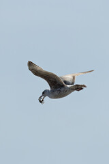 Herring Gull (Larus argentatus) widespread along coasts and urban areas across Europe and North...