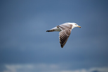 Obraz premium Herring Gull (Larus argentatus) widespread along coasts and urban areas across Europe and North America