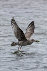 Herring Gull (Larus argentatus) widespread along coasts and urban areas across Europe and North America