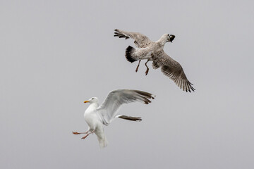 Herring Gull (Larus argentatus) widespread along coasts and urban areas across Europe and North America