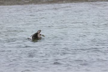 Herring Gull (Larus argentatus) widespread along coasts and urban areas across Europe and North America