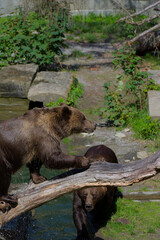 A brown bear stands on a fallen log above another bear in a natural outdoor habitat on a sunny day, creating a dynamic and active mood.