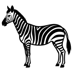 zebra vector illustration