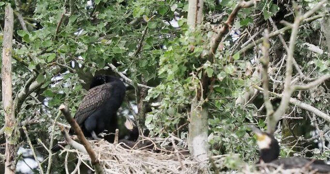 Grand Cormoran (Phalacrocorax carbo) nourrissant ses petits au nid en baie de Somme