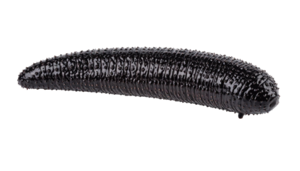 Medicinal leech crawling on transparent background