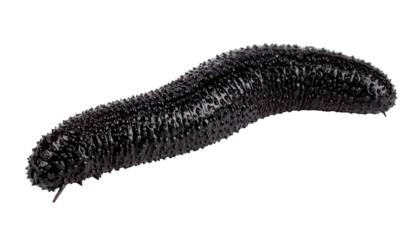 Black sea cucumber isolated on transparent background: wet skin detail