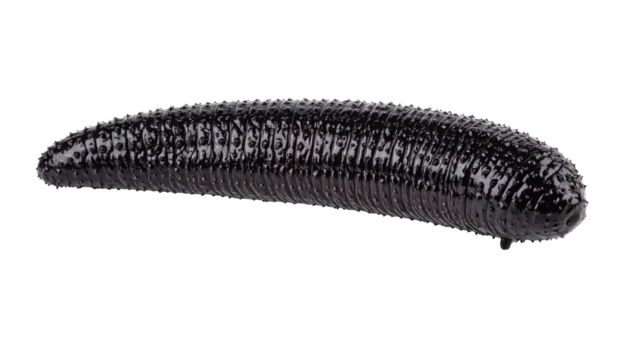 Medicinal leech crawling on transparent background