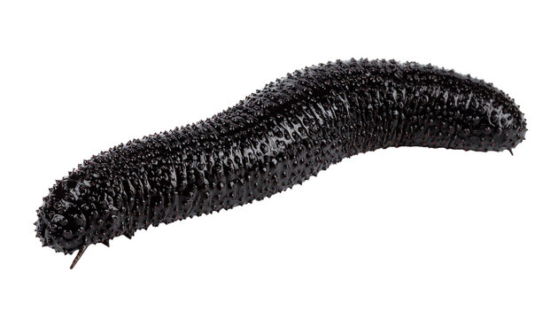 Black sea cucumber isolated on transparent background: wet skin detail - Powered by Adobe