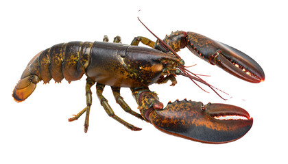Fresh lobster isolated on transparent background, ready for culinary delights