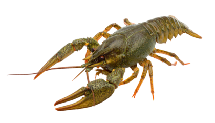Live crayfish isolated on transparent background showing claws and antennae