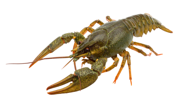 Live crayfish isolated on transparent background showing claws and antennae