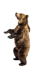 Fototapeta premium Brown bear standing on hind legs and looking up on transparent background