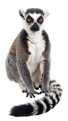 Ring-tailed lemur sitting and showing its beautiful striped tail on transparent background