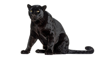 Fototapeta premium Black panther sitting and staring on transparent background