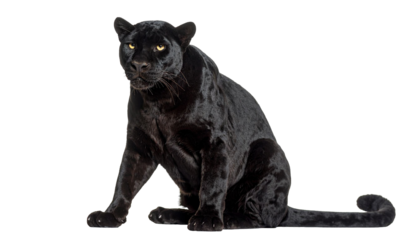 Black panther sitting and staring on transparent background