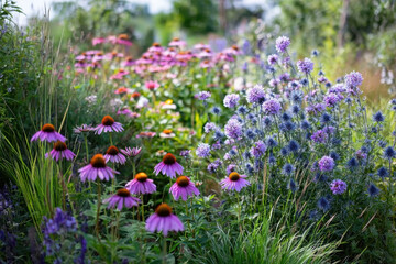 Blue echinops blooming by echinacea and agastache in summer garden. Globe thistle flowers by pennisetum ornamental grass 
