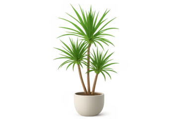 Potted dracaena marginata plant with transparent background enhancing versatility