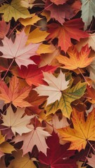 Fototapeta premium Autumn Maple Leaves: Warm-toned, vibrant fall foliage background texture.