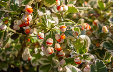 Close-up of Euonymus fortunei, Fortune's spindle plant leaves and orange berries background with selective focus.