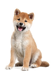 Obraz premium Cute Shiba Inu dog sitting on white background 