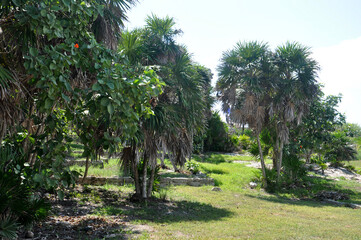 Obraz premium Tulum- Jaguar park 