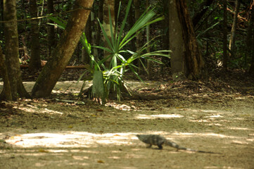 Tulum- Jaguar park 