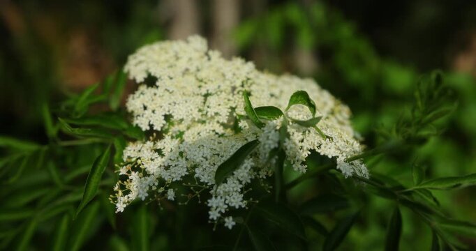 The Florida native elderberry (Sambucus nigra subsp. canadensis) is a versatile shrub known for its ecological benefits, edible fruits, and medicinal properties.
