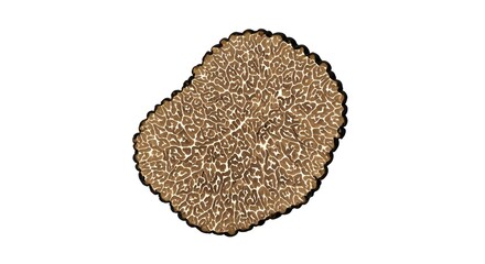 Slice of black truffle, a luxury superfood with Anandamide for 'bliss molecule' support and ECS homeostasis, isolated on a white background.
