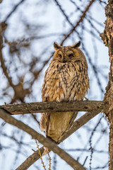 Long-eared owl (Asio otus), looking forward with wide opened eyes