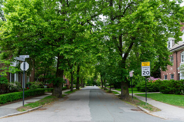 Serene suburban street lined with lush green spring trees in Brookline, Massachusetts,  USA 
