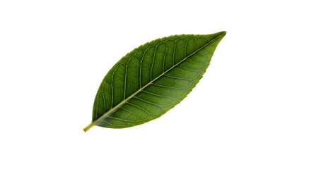 Fototapeta premium Fresh Guayusa leaf, an herbal superfood for mood enhancement and ECS balance, isolated on a white background. 