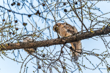 Long-eared owl owlet on a tree